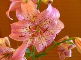 Foto: Dr. Peter Müller